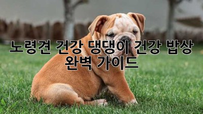 노령견 건강, 댕댕이 건강 밥상 완벽 가이드